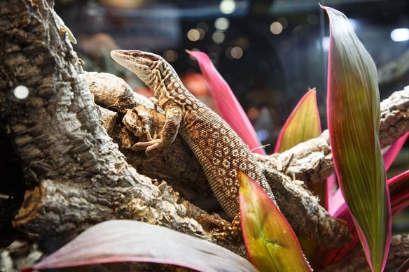 Exotic-Pets-at-Global-Pet-Expo