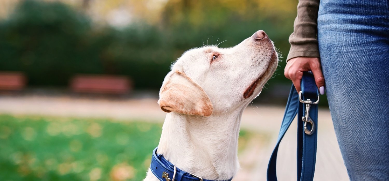 Pet-Advocacy-Network