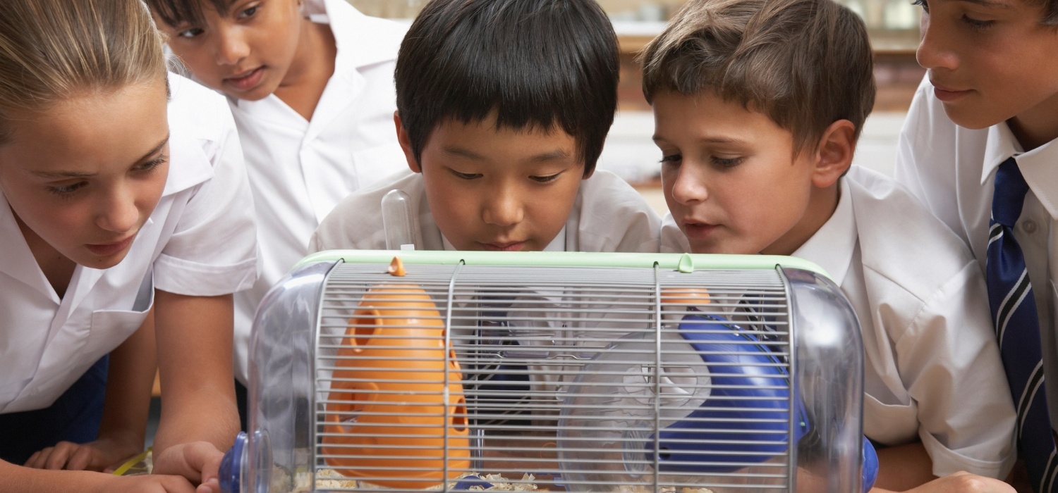 Group of young students lookin into a hamster cage